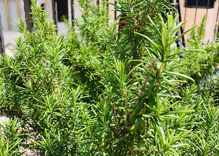 The House 1838 * Мощеничка-Драга